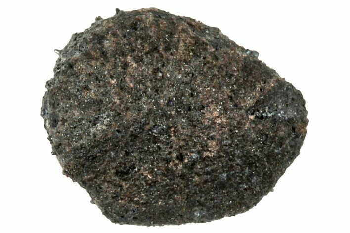 Ait Saoun EH/EH Chondrite Meteorite ( g) - Fresh Fall! #304238